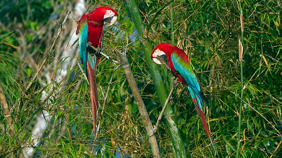 Red-and-green Macaw (Ara chloropterus)