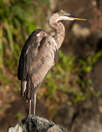 Great Blue Heron (Ardea herodias)