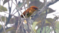 One-colored Becard (Pachyramphus homochrous)