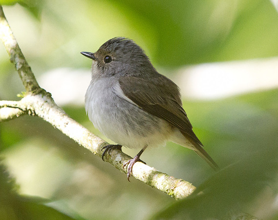 Golden Whistler (Pachycephala pectoralis) Female