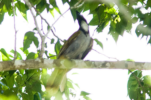 Black-headed Saltator (Saltator atriceps)