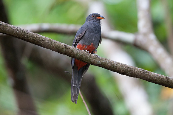 Slaty-tailed Trogon (Trogon massena)