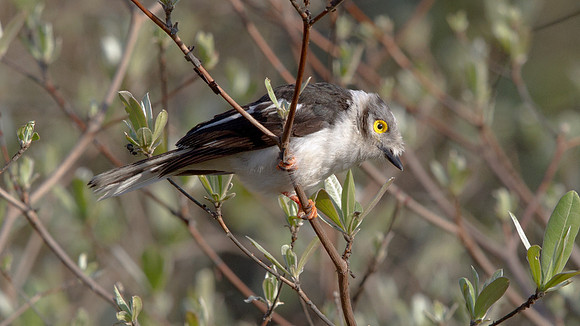 White-crested Helmetshrike (Prionops plumatus)