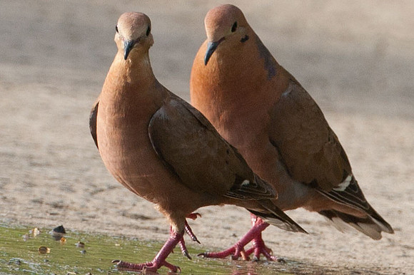 Zenaida Dove (Zenaida aurita)