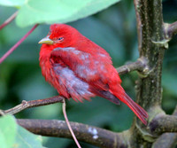 Summer Tanager ? (Piranga rubra)