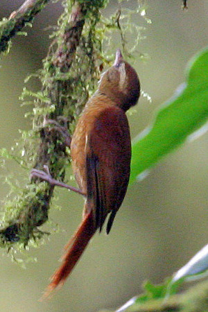 Ruddy Treerunner (Margarornis rubiginosus)