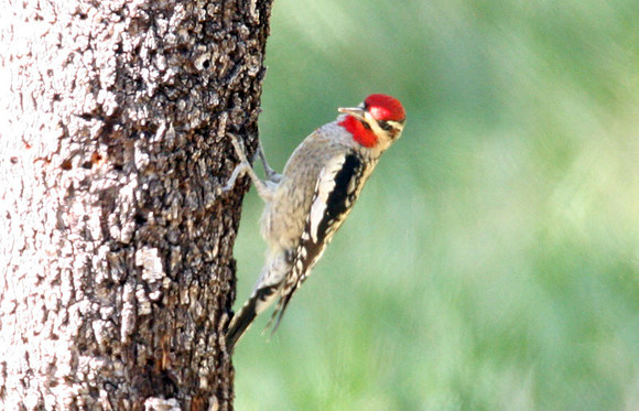 Red-naped Sapsucker (Sphyrapicus nuchalis)