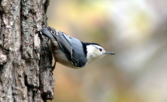 White-breated-Nuthatch2