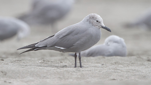 Grey Gull (Leucophaeus modestus)