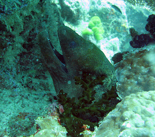 Green Moray (Gymnothorax funebris)