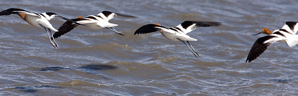American Avocet (Recurvirostra americana)