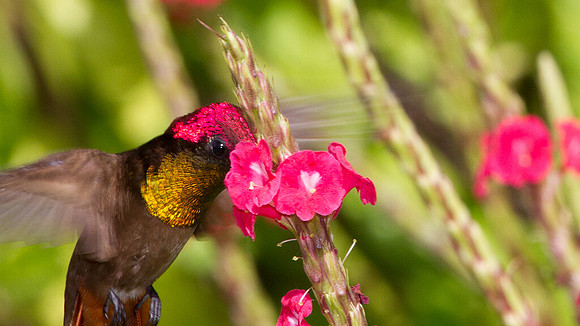 Ruby-topaz Hummingbird (Chrysolampis mosquitus) male