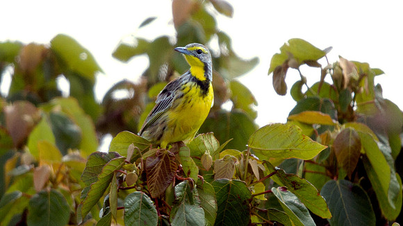 Yellow-throated Longclaw (Macronyx croceus)