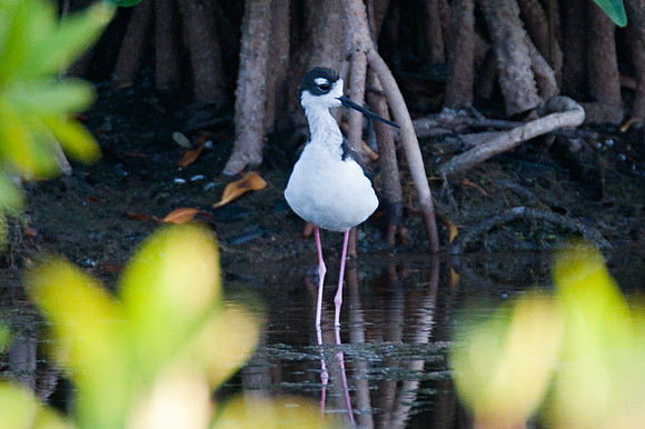 Black-necked Stilt (Himantopus mexicanus)