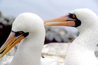 Nazca Booby (Sula granti)