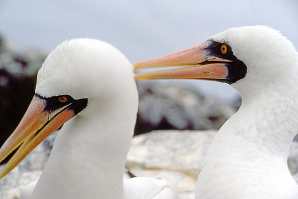 Nazca Booby (Sula granti)