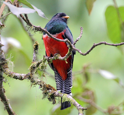 Collared Trogon (Trogon collaris)