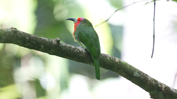 Red-bearded Bee-eater (Nyctyornis amictus)