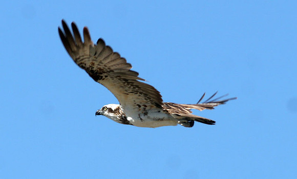 Eastern Osprey (Pandion cristatus)