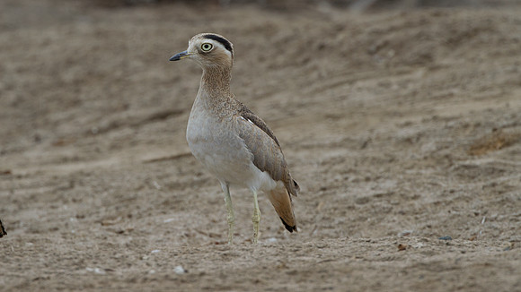 Peruvian Thick-knee (Burhinus superciliaris)
