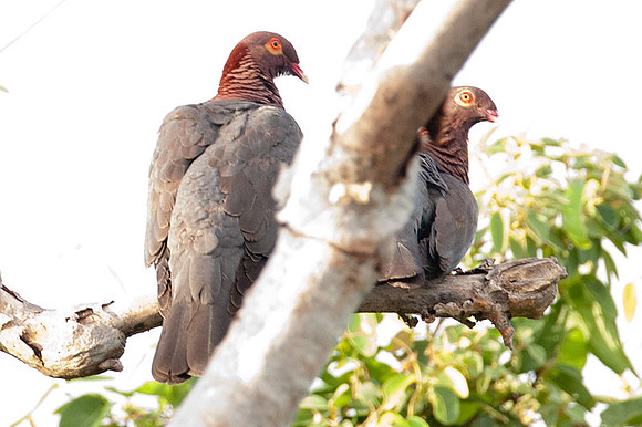 Scaly-naped Pigeon (Patagioenas squamosa)