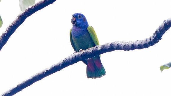Blue-headed Parrot Pionus menstruus