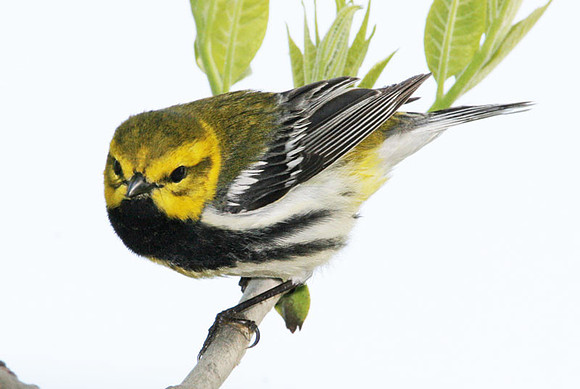 Black-throated Green Warbler (Dendroica virens)