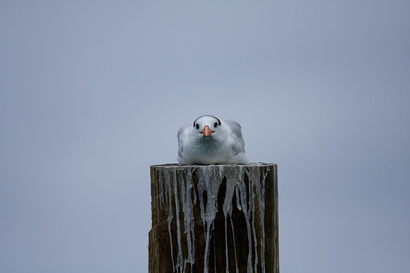 Royal Tern (Thalasseus maximus)