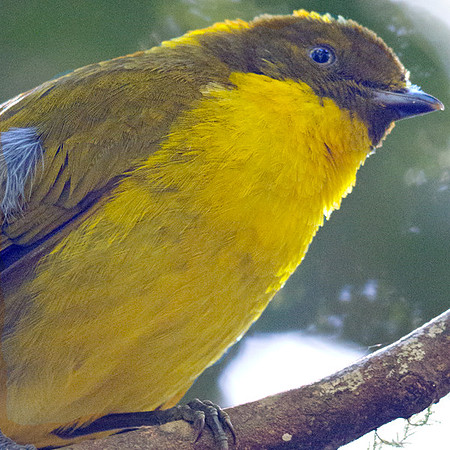 Golden bowerbird (Prionodura newtoniana) Male