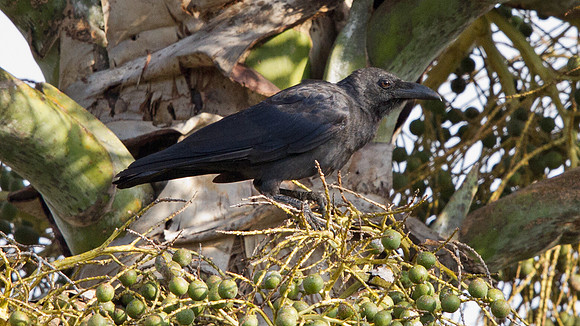 Slender-billed crow (Corvus enca)