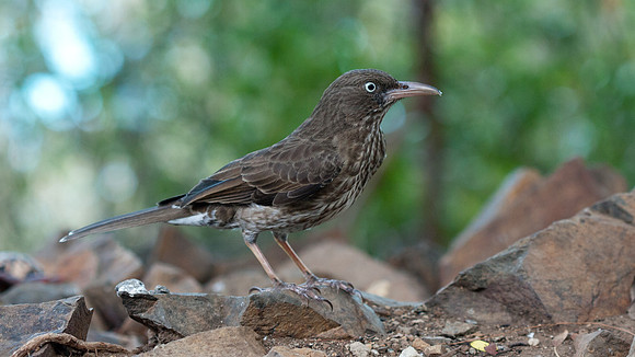 Pearly-eyed Thrasher (Margarops fuscatus)