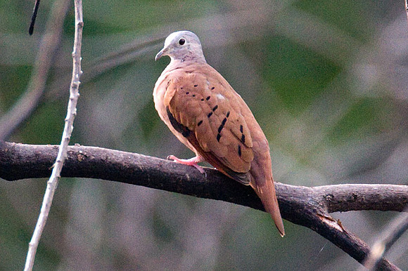 Ruddy Ground Dove (Columbina talpacoti)