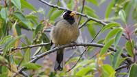 Golden-billed Saltator (Saltator aurantiirostris)
