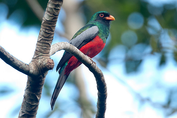 Slaty-tailed Trogon (Trogon massena)
