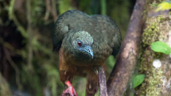 Sickle-winged Guan (Chamaepetes goudotii)