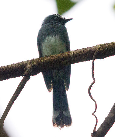 White-bellied fantail (Rhipidura euryura)