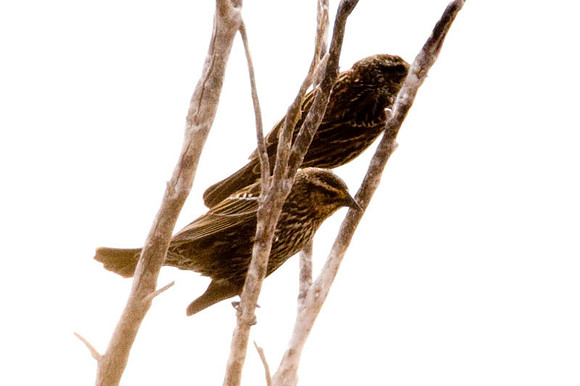 Red-winged Blackbird (Agelaius phoeniceus) female