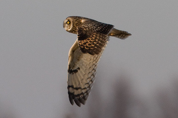 Short-eared Owl (Asio flammeus)