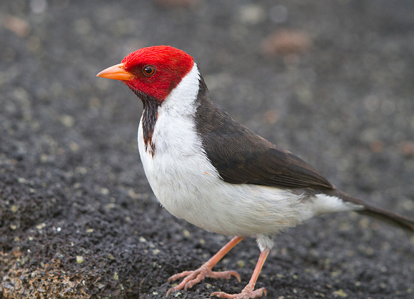 Yellow-billed Cardinal (Paroaria capitata)