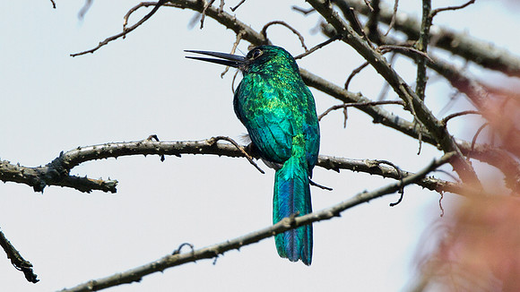 Bluish-fronted Jacamar (Galbula cyanescens)
