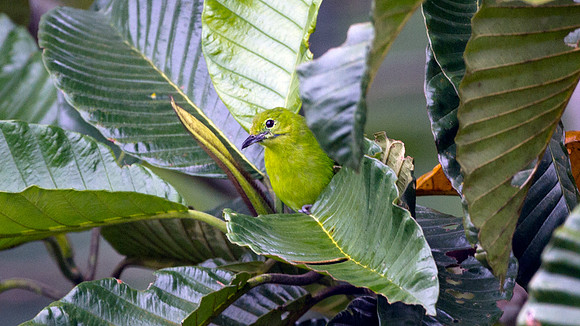 Lesser Green Leafbird (Chloropsis cyanopogon) Female