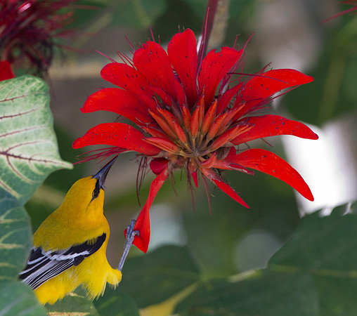 Yellow Oriole (Icterus nigrogularis)