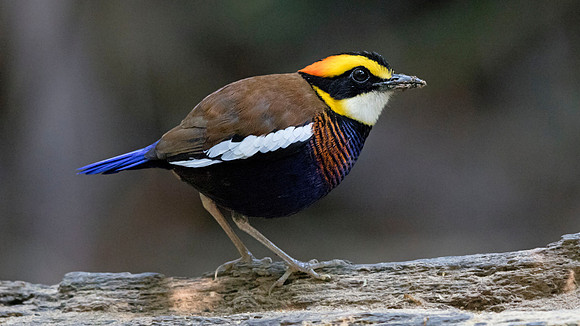 Malayan banded pitta (Hydrornis irena) Male