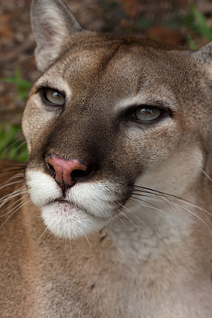 Puma (Puma concolor) captive