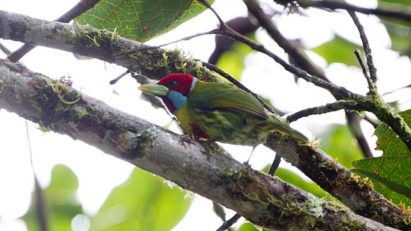 Versicoloured Barbet (Eubucco versicolor)
