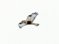 Rough-legged Buzzard (Buteo lagopus) also known as Rough-legged Hawk
