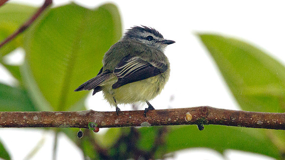 Sooty-headed Tyrannulet (Phyllomyias griseiceps)