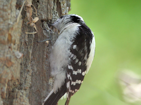 Downy Woodpecker (Picoides pubescens)