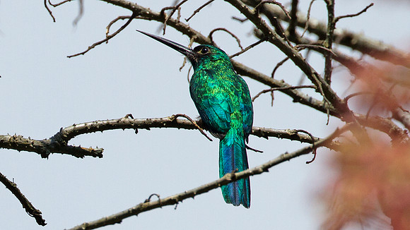 Bluish-fronted Jacamar (Galbula cyanescens)