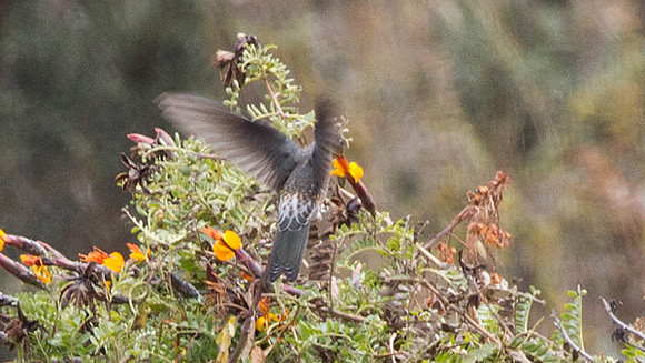 Giant Hummingbird (Patagona gigas)